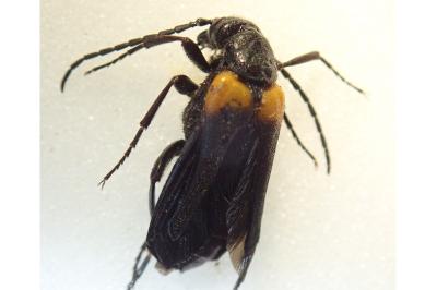 <i>Sitaris muralis</i>