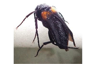 <i>Sitaris muralis</i>