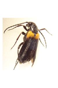 <i>Sitaris muralis</i>