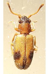 <i>Psammoecus bipunctatus</i>