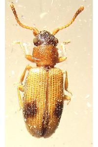 <i>Psammoecus bipunctatus</i>