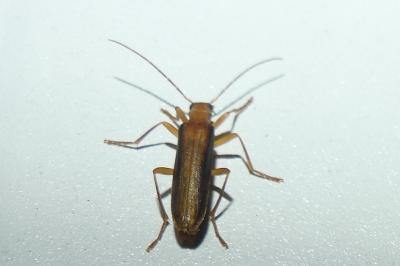 <i>Nacerdes carniolica</i>
