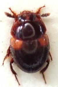 <i>Anisotoma humeralis</i>