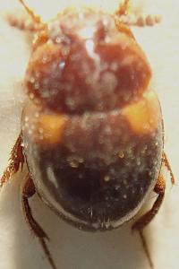 <i>Anisotoma humeralis</i>