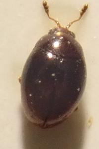 <i>Ephistemus reitteri</i>