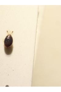 <i>Ephistemus reitteri</i>