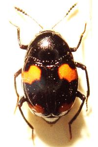 <i>Scaphidium quadrimaculatum</i>
