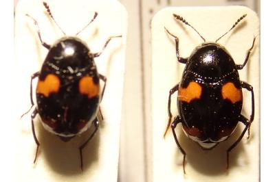 <i>Scaphidium quadrimaculatum</i>