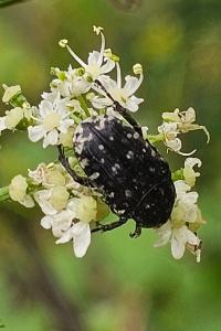 <i>Oxythyrea funesta</i>