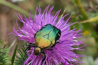 <i>Cetonia aurata</i>