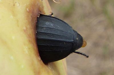 <i>Silpha tristis</i>