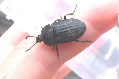 <i>Silpha tristis</i>