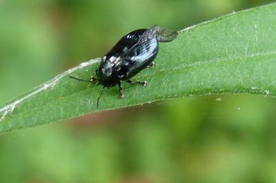 <i>Phratora</i>