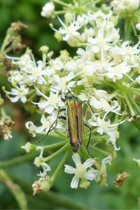 <i>Oedemera nobilis</i>