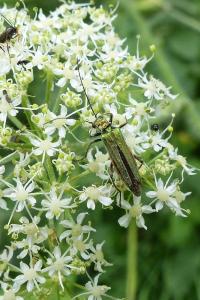 <i>Oedemera nobilis</i>