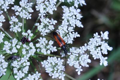 <i>Stenurella melanura</i>