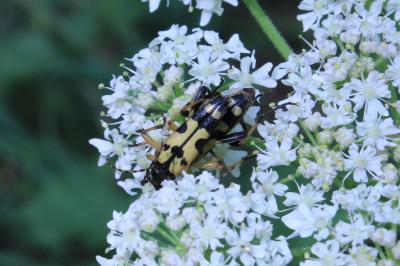 <i>Rutpela maculata</i>