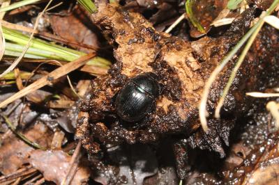 <i>Anoplotrupes stercorosus</i>