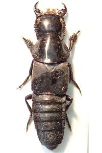 <i>Quedius dilatatus</i>