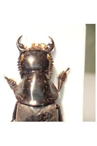 <i>Quedius dilatatus</i>