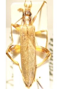 <i>Oedemera femoralis</i>