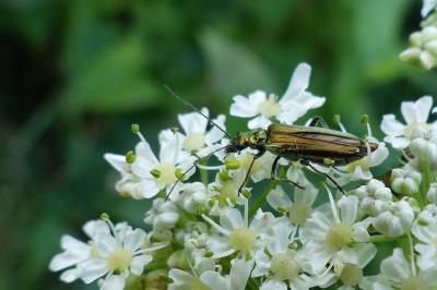<i>Oedemera nobilis</i>