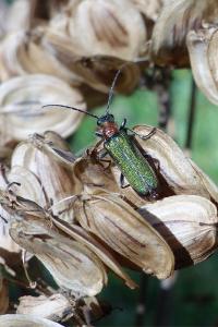 <i>Anogcodes seladonius</i>