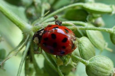 <i>Harmonia axyridis</i>