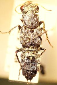 <i>Ontholestes murinus</i>