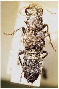 <i>Ontholestes murinus</i>