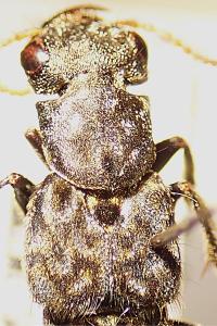 <i>Ontholestes murinus</i>