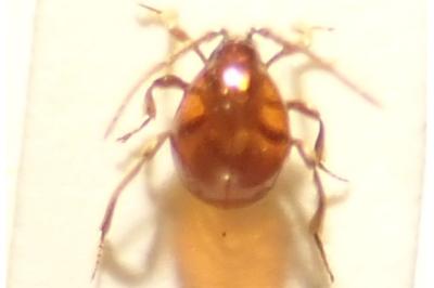 <i>Gibbium psylloides</i>
