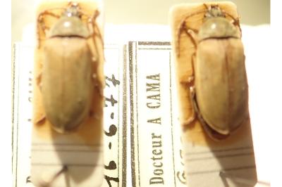 <i>Dascillus cervinus</i>