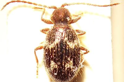 <i>Ptinus rufipes</i>