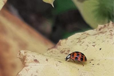 <i>Harmonia axyridis</i>