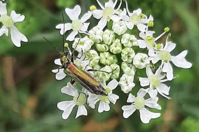 <i>Oedemera nobilis</i>