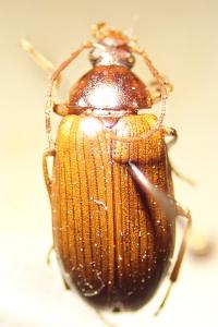 <i>Gonodera luperus</i>