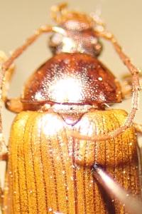 <i>Gonodera luperus</i>