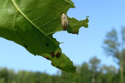 <i>Chrysomela</i>