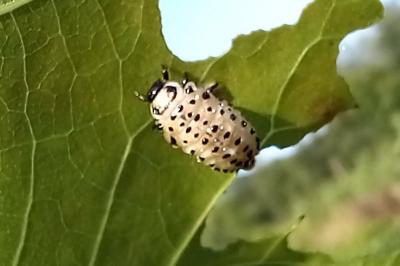 <i>Chrysomela</i>