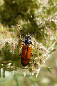 <i>Stenoria analis</i>