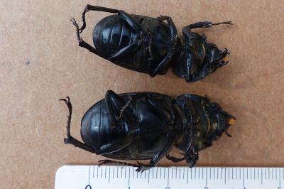 <i>Lucanus cervus</i>