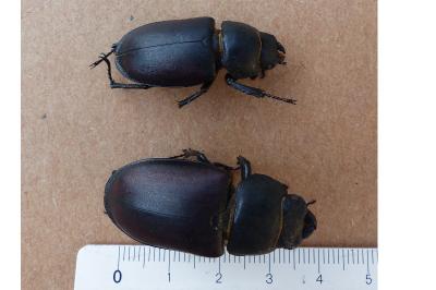 <i>Lucanus cervus</i>