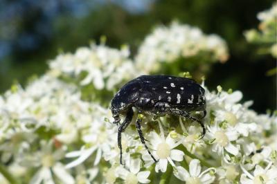 <i>Oxythyrea funesta</i>
