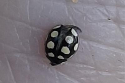 <i>Oenopia lyncea</i>