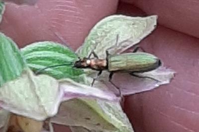 <i>Chrysanthia viridissima</i>