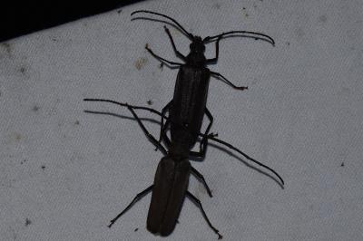 <i>Aegosoma scabricorne</i>