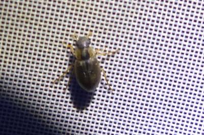 <i>Berosus affinis</i>