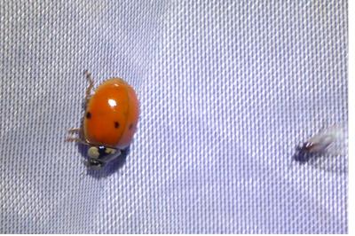 <i>Harmonia axyridis</i>