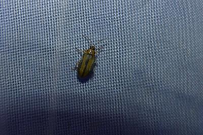 <i>Xanthogaleruca luteola</i>